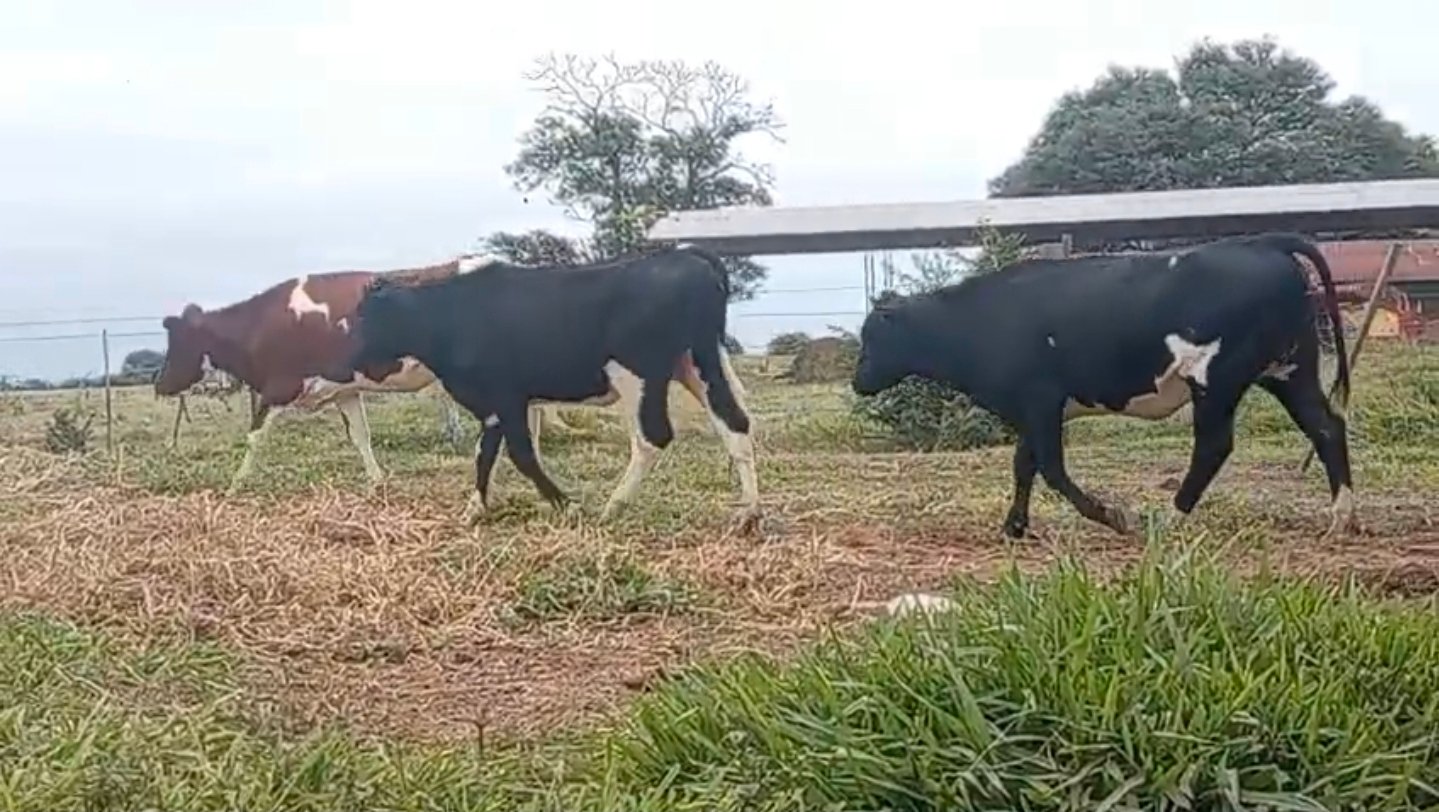 Vaquillas para lechería