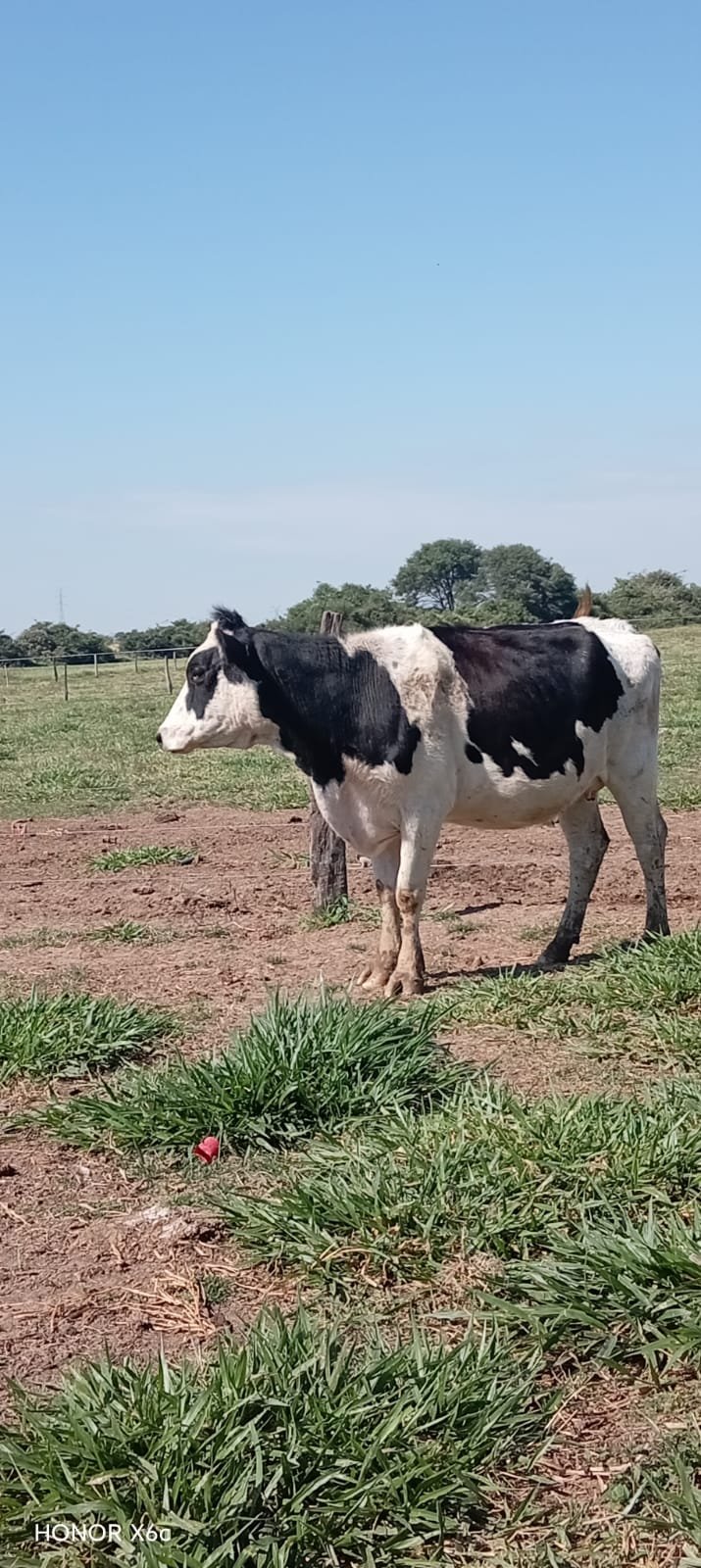 Vacas 🐄 Lecheras